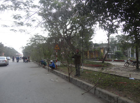 Quất đào Thành Vinh ế ẩm ngày 30 Tết